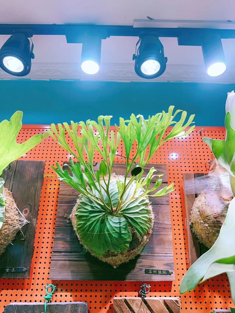 亚猴鹿角蕨，室内养护小众绿植