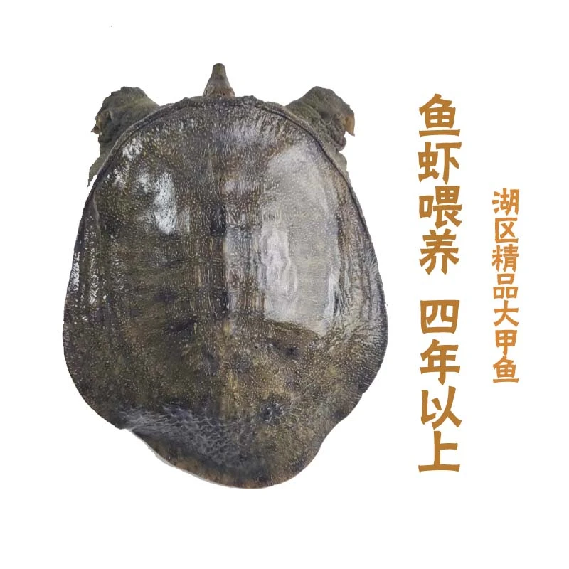 汉寿甲鱼湖区室外生态甲鱼优质生鲜食用农家湖南