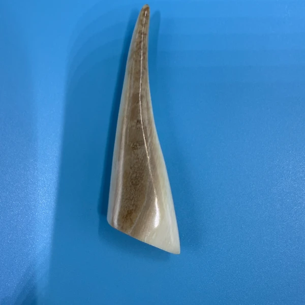 E6060天然猛犸牙牙尖支持鉴定 假一罚四