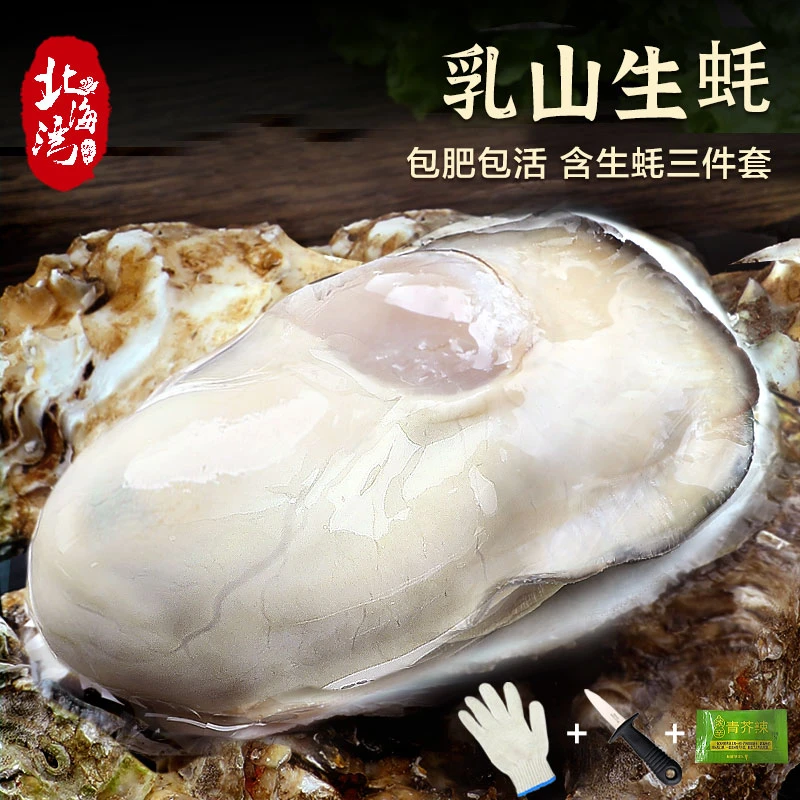 【北海湾】乳山生蚝4斤装含生蚝3件套（手套+小刀+芥末）