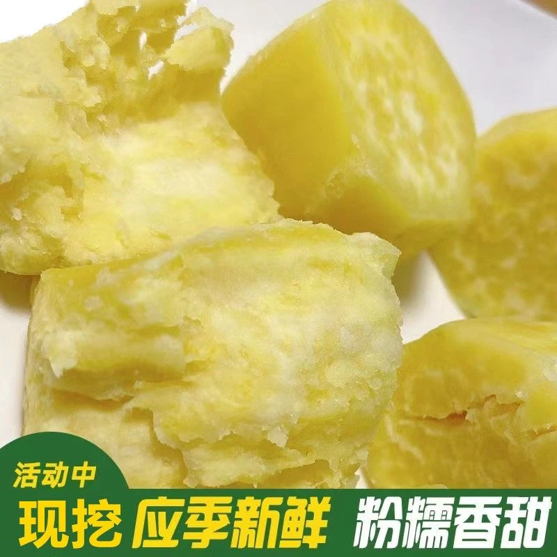 广东潮汕正宗白皮黄心板栗薯香甜软糯粉无丝鸡蛋黄番薯现挖现卖