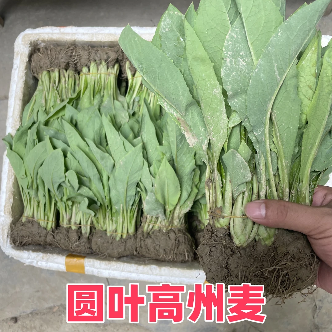 正宗高州甜麦菜苗秧苗苦麦菜苗花芽菜耐高温盆栽春季蔬菜种籽菜苗