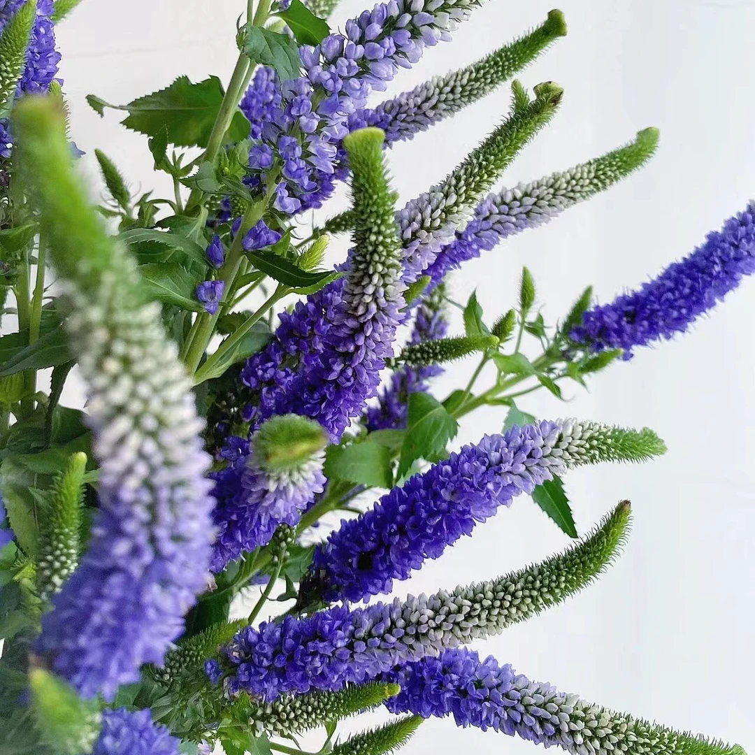【福利爆款】 鼠尾草 洋苏草 配草配草 店铺现货包邮 鲜花鲜切花