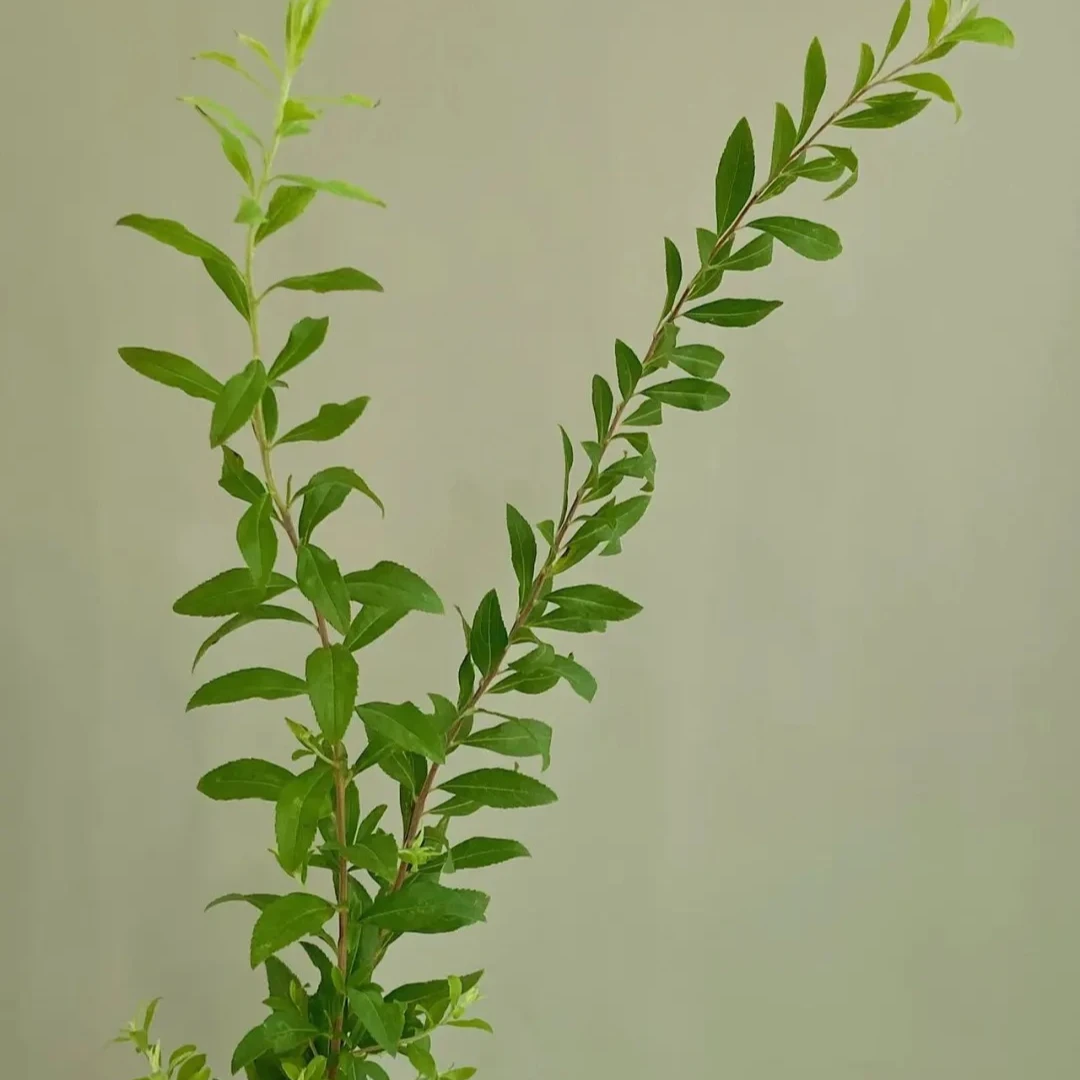 【福利爆款】 雪柳叶 配花配草 店铺现货包邮 鲜花鲜切花