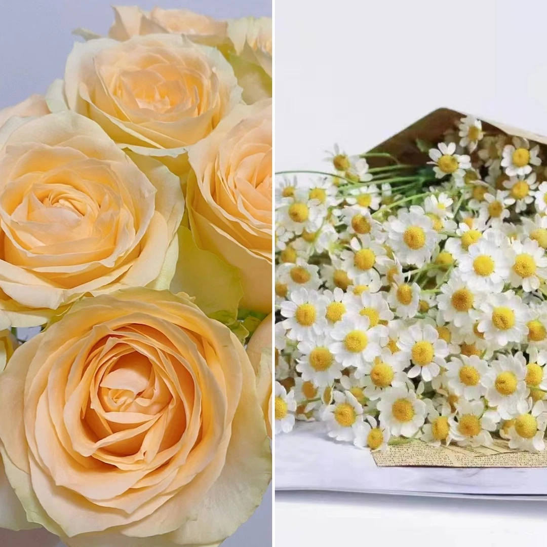 【浮力组合】 香槟玫瑰+洋甘菊  店铺现货包邮 鲜花鲜切花
