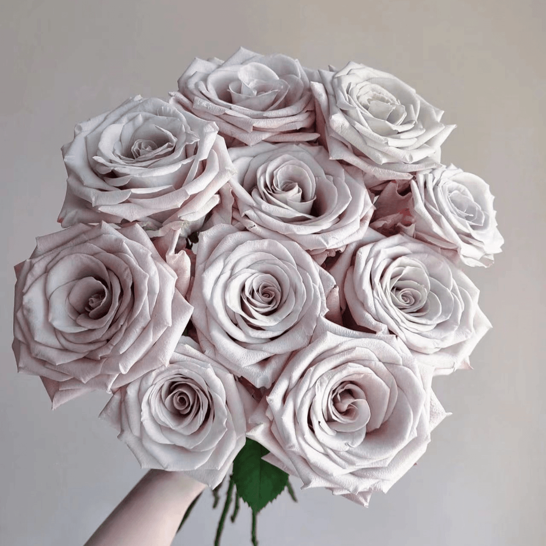 【拍2件29.9】 曼塔 单头玫瑰  店铺现货包邮  鲜花鲜切花