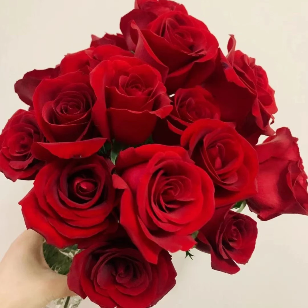 【今日浮力】  本地红玫瑰 卡罗拉 单头玫瑰 现货包邮 鲜花鲜切花