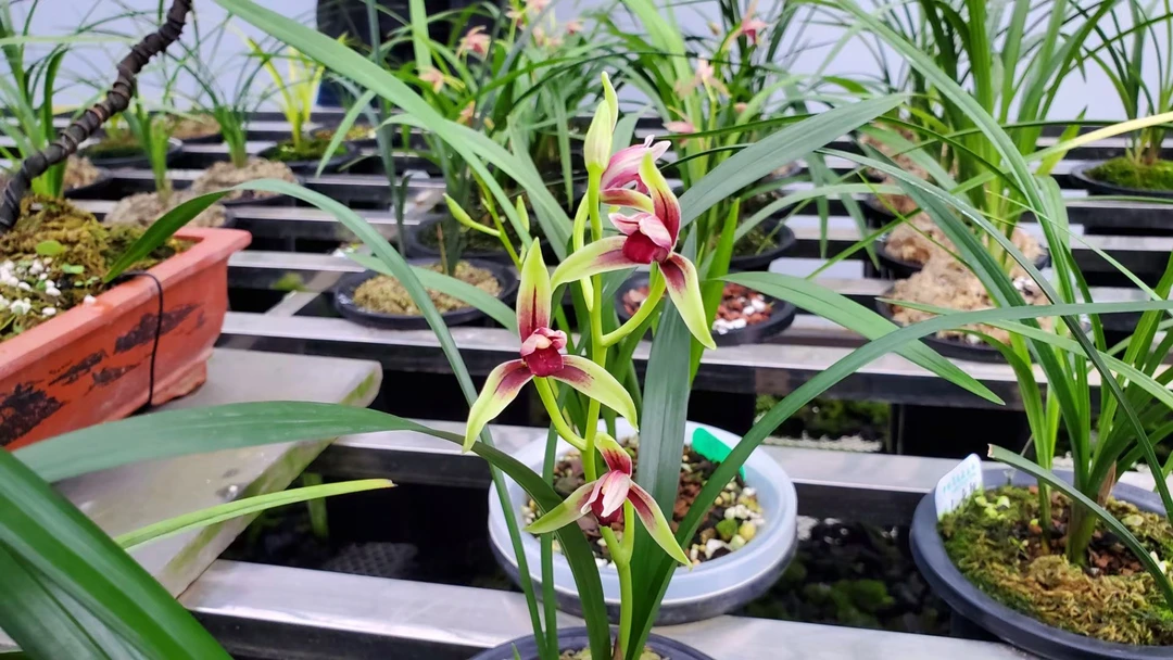 小黄车专用 一物一拍