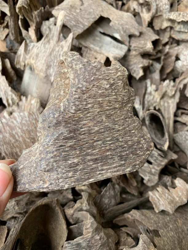 天然香料越南芽庄薄壳料薰香上炉制香