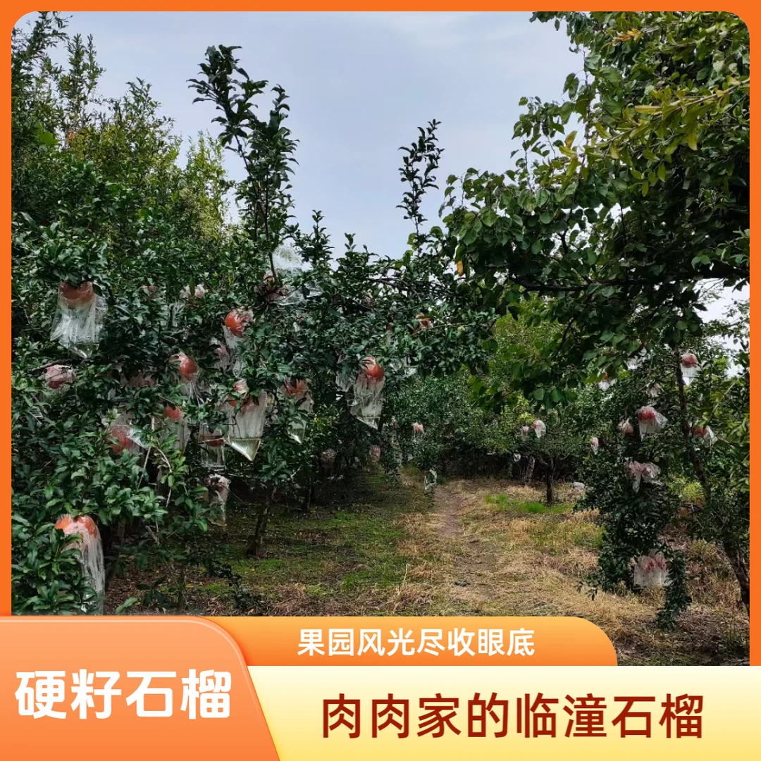 正宗临潼硬籽石榴甜石榴新鲜水果4.5斤