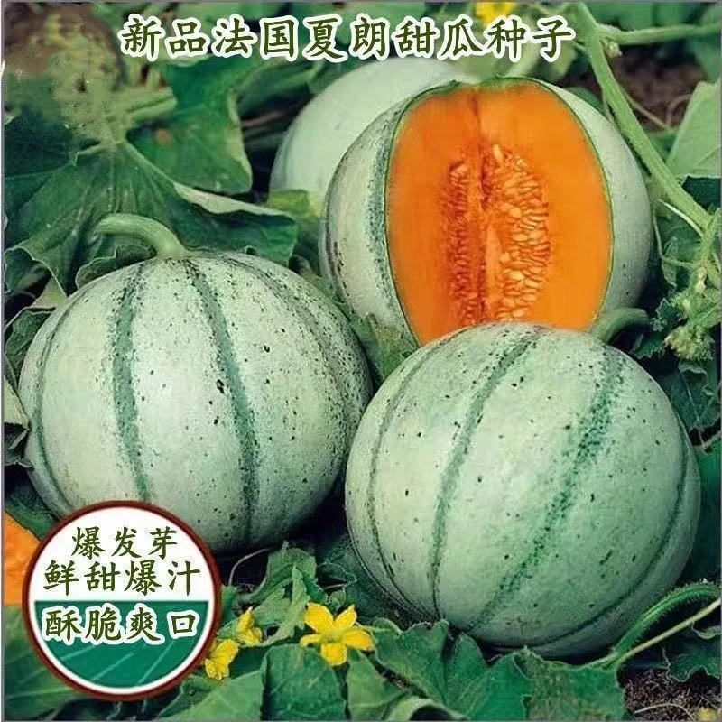 新品甜瓜种子法国夏朗德迷你小甜瓜种子高产水果种子阳台盆栽