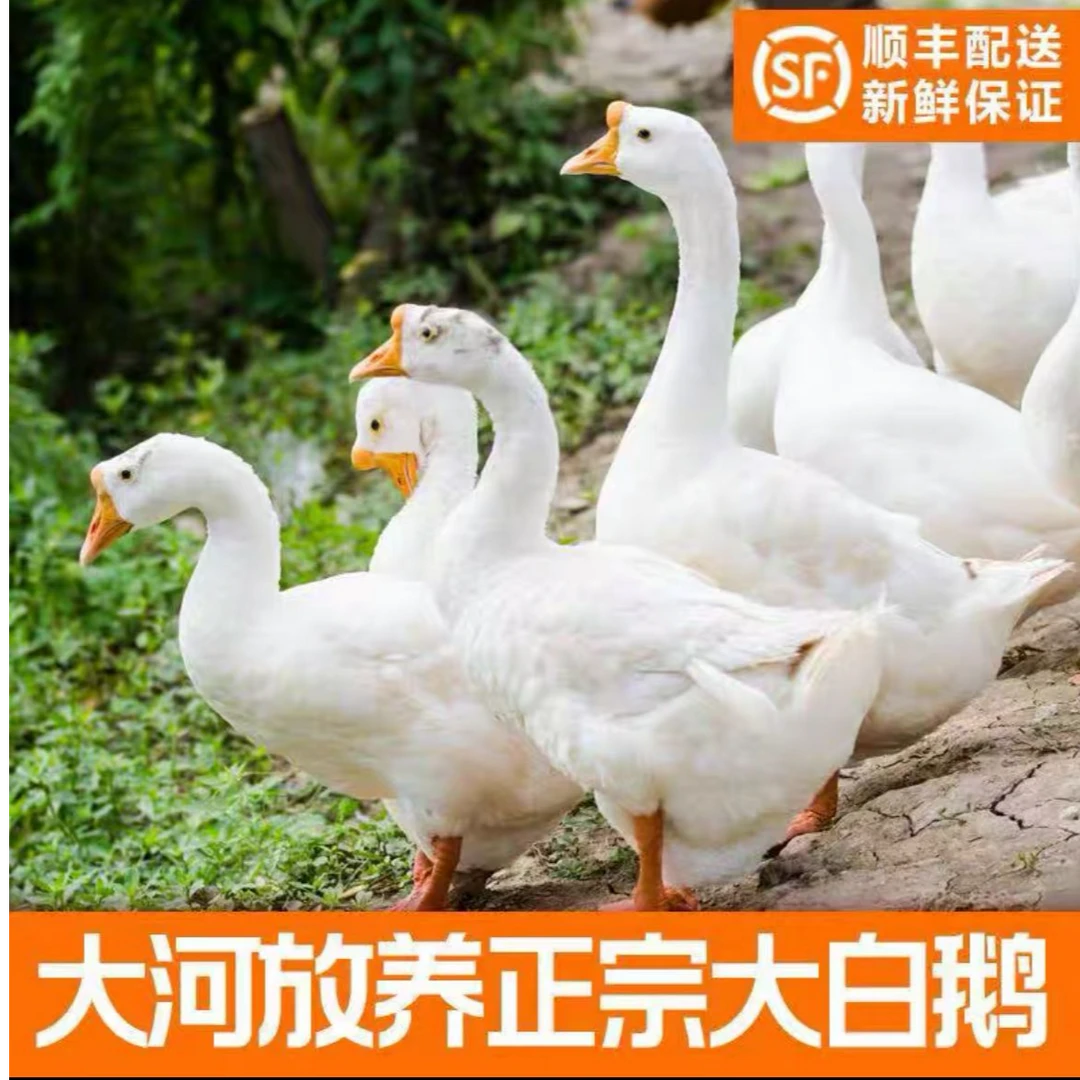 【16斤大白鹅】2只毛重农家散养大白鹅带心肝冷链包邮净重10-11斤