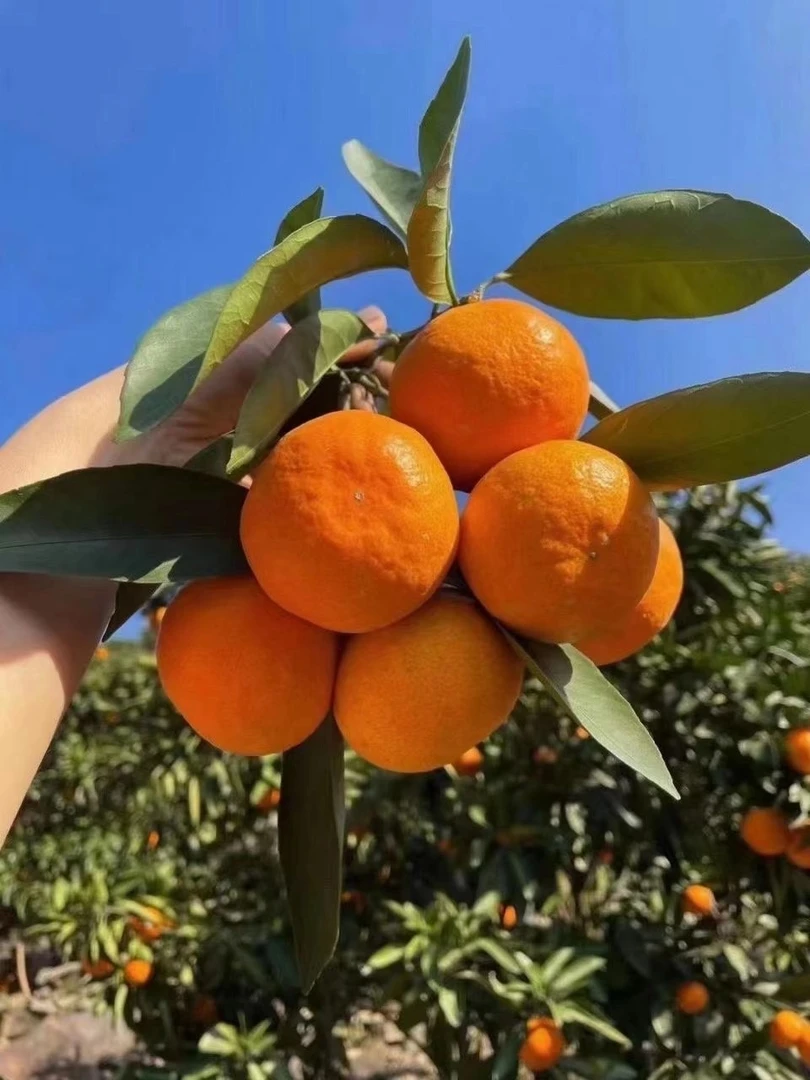 临海涌泉新鲜桔子无核薄皮宫川橘子柑橘孕妇水果10斤和5斤