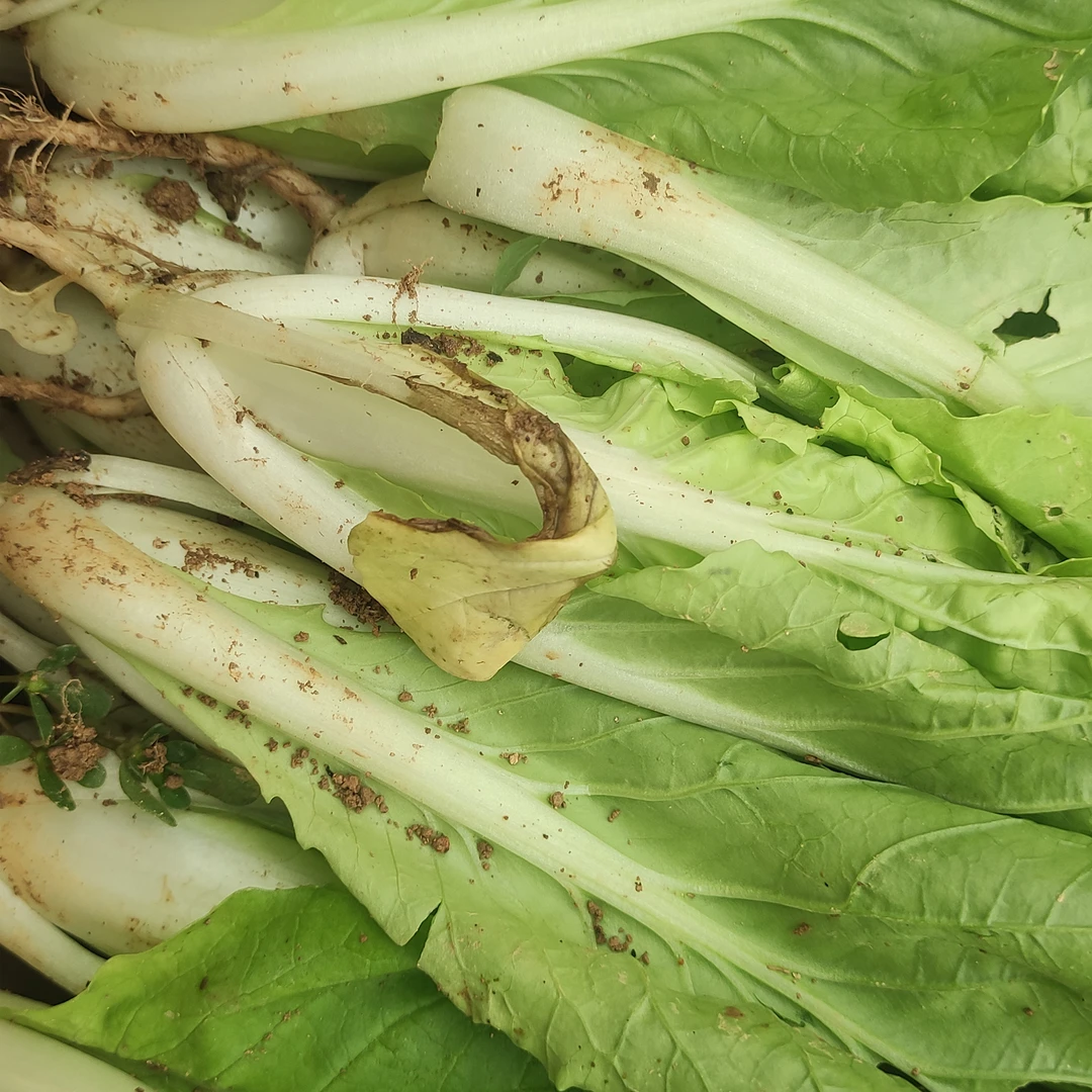 浙样爱农新鲜农家小白菜健康鲜嫩青菜油白菜白菜秧杭白菜当季蔬菜