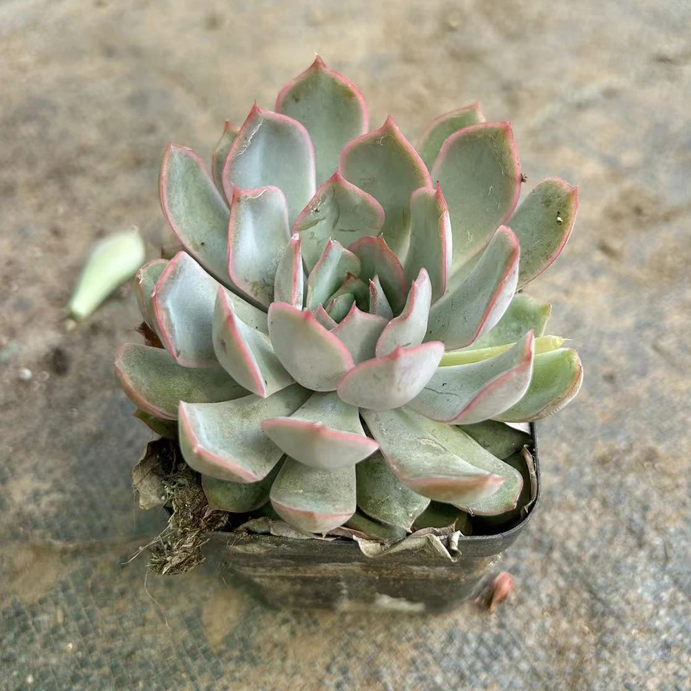 【全店满十起包邮】【脱土裸根发货】小株多肉植物大棚直销