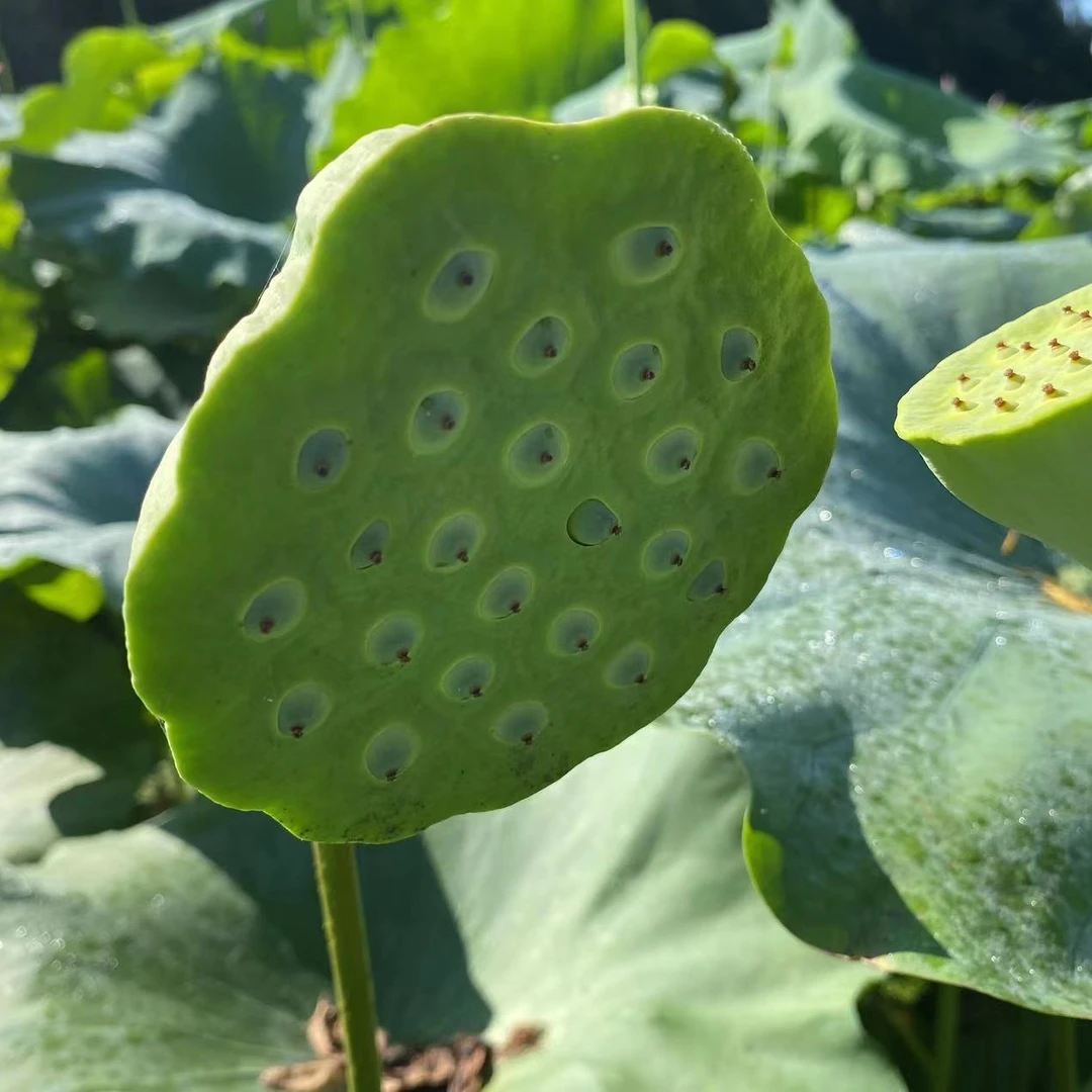 发顺丰新鲜莲蓬莲子米生吃煮粥煲汤现摘现发湖南特产3斤