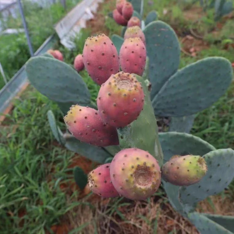 【改良稀有品种红钻】仙人掌盆栽团扇仙人掌绿植多肉开花盆栽