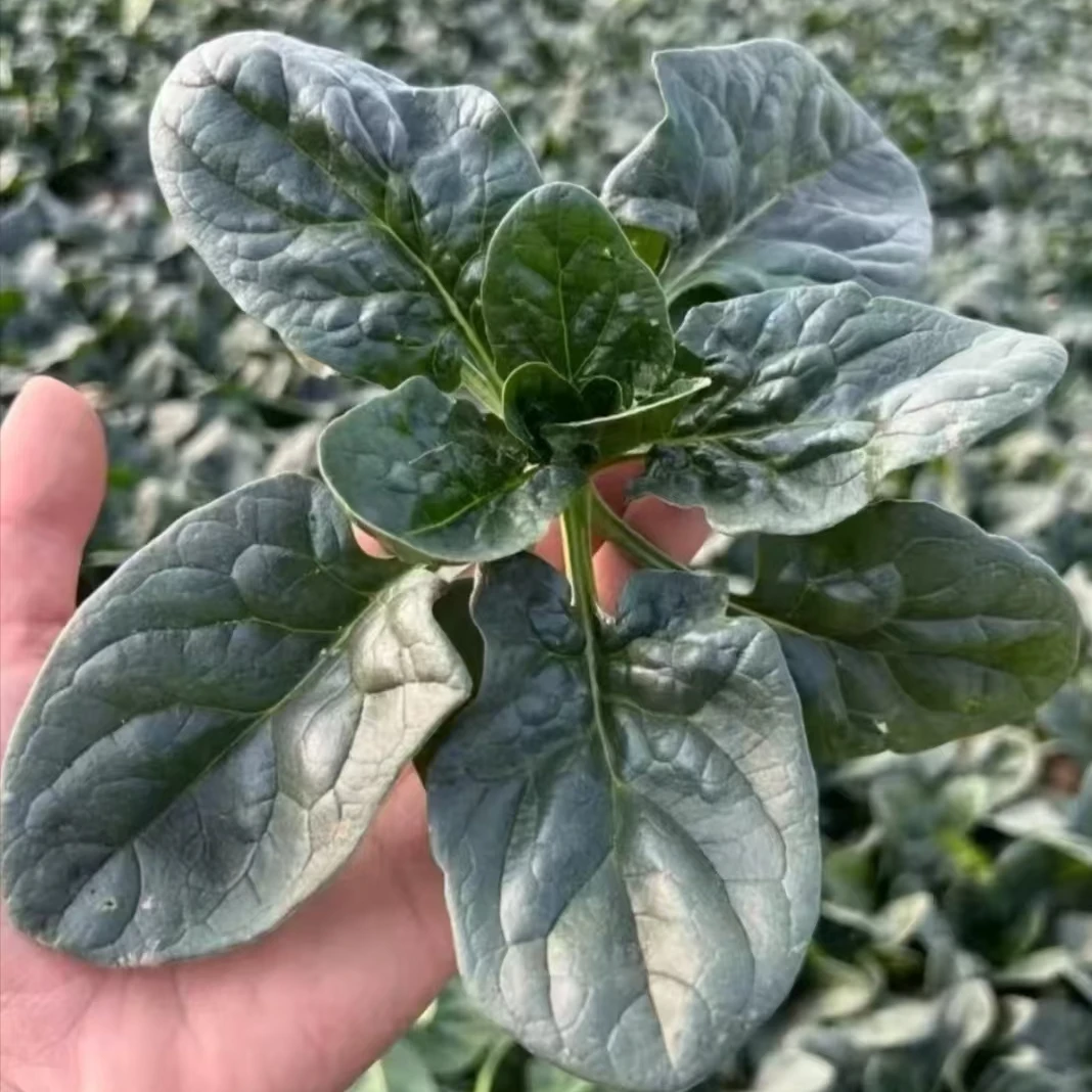 趴地菠菜霜打红根现挖现发