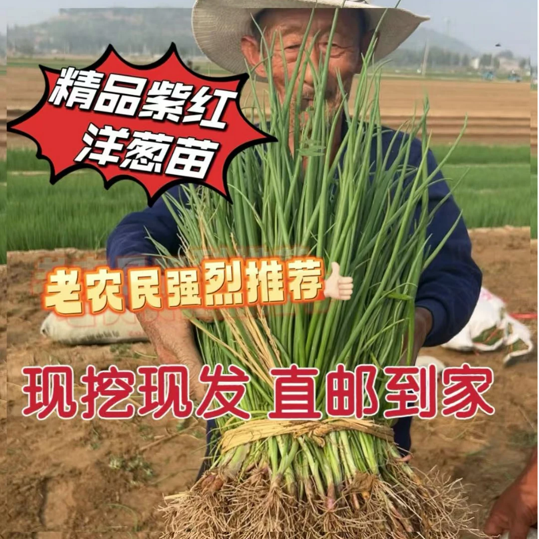 水果洋葱苗子批发大量种植大秧苗扁圆头红皮紫皮洋葱耐寒蔬菜秧