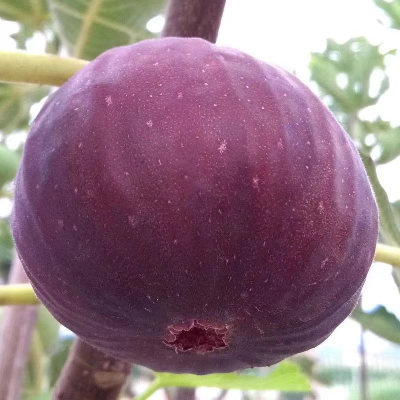 无花果空运包邮3斤新鲜现摘红皮当季鲜果大果紫皮孕妇水果整箱