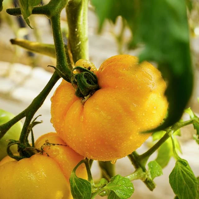 内蒙古五原新鲜甄选沙瓤自然熟现摘黄色西红柿水果番茄蔬菜生吃