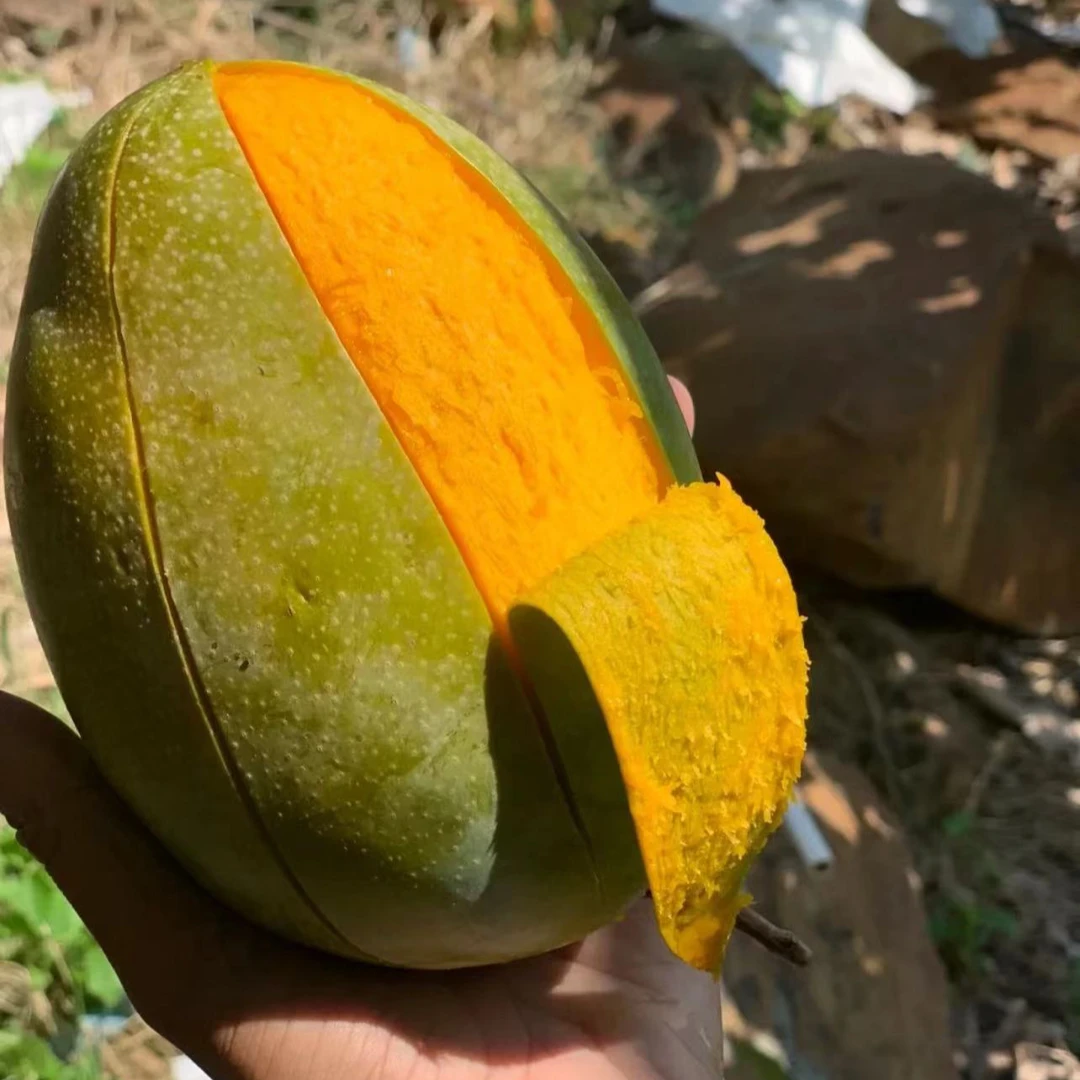四川攀枝花凯特芒果新鲜 应季水果 超甜 多汁 核薄 皮薄