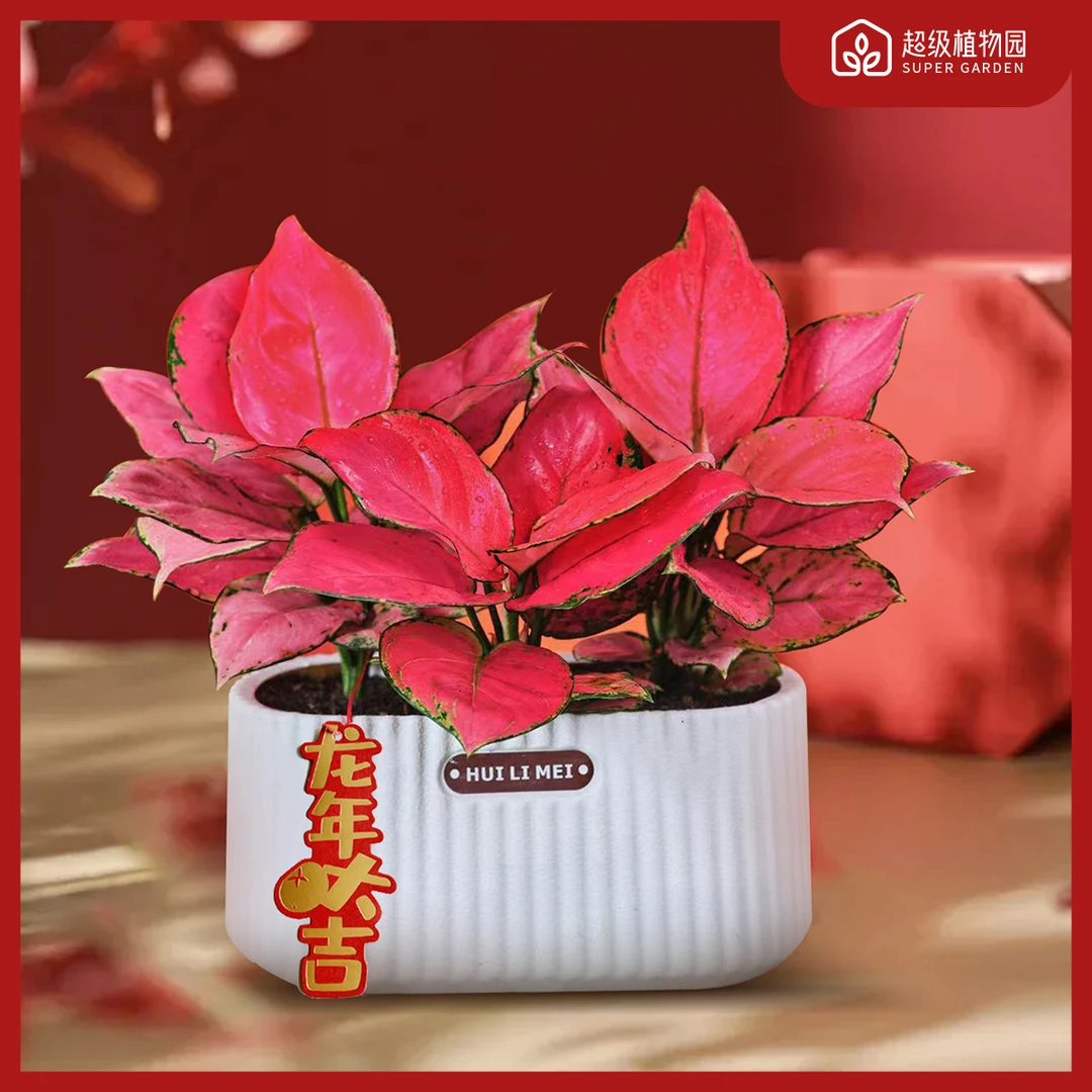 【福利款】如意皇后吉利红如意植物室内年宵花绿植盆栽寓意吉祥如意