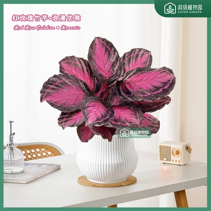 红玫瑰红美丽竹芋幸运女神盆栽室内喜阴好养植物净化空气彩叶芋