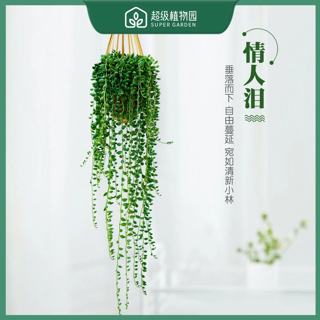 佛珠情人泪多肉绿植盆栽竹篮书房庭院好养吊兰植物