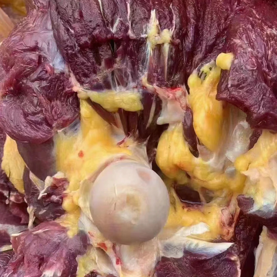 （牛楠）青海 青藏高原牦牛肉  5斤冷链发货