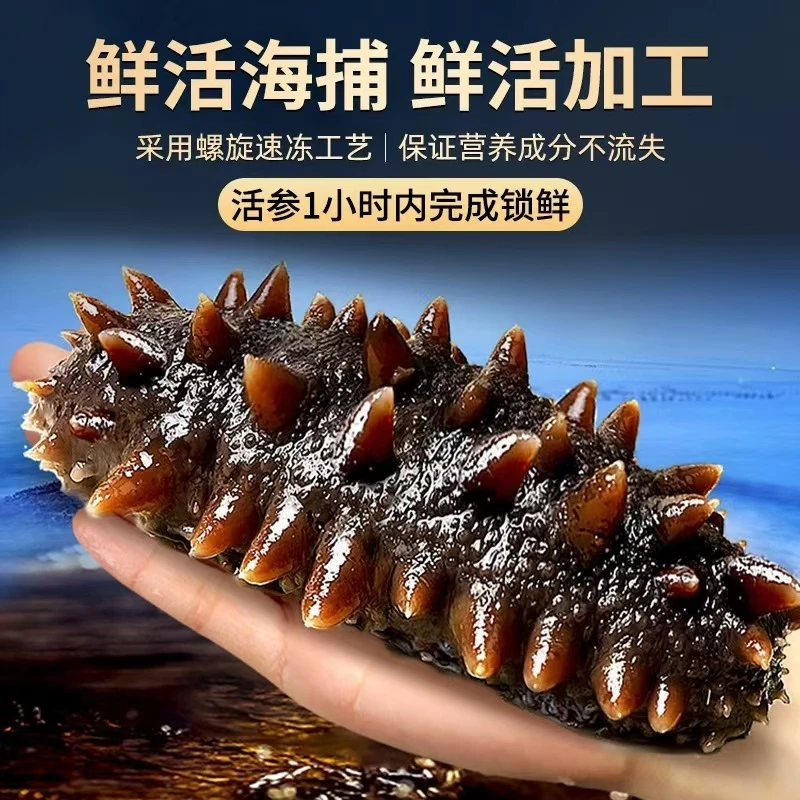 【鲜食辽刺参】【1斤尝鲜价 】6-8头大连源头工厂