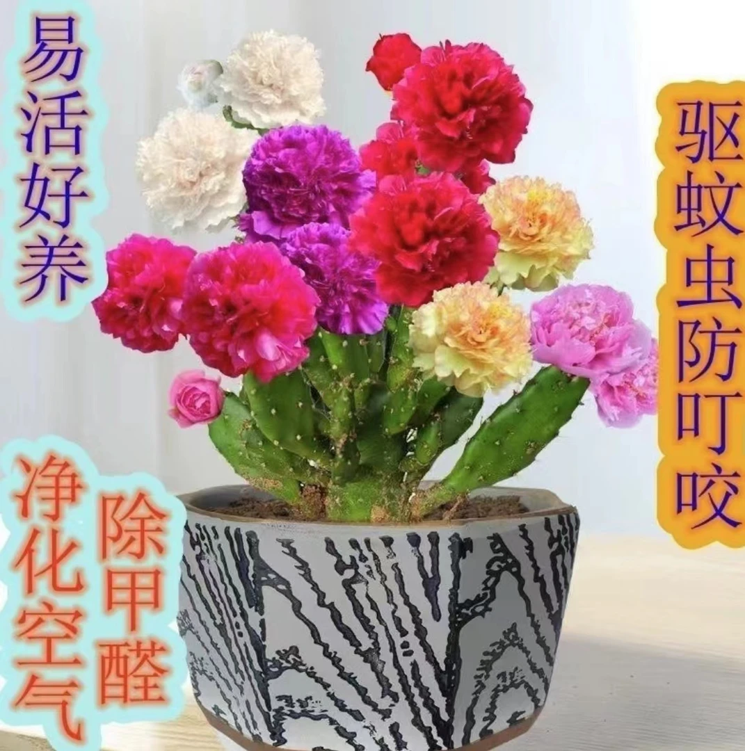 进口新品种仙人掌复色翡翠千手观音水土培懒人花卉耐热大花好成活