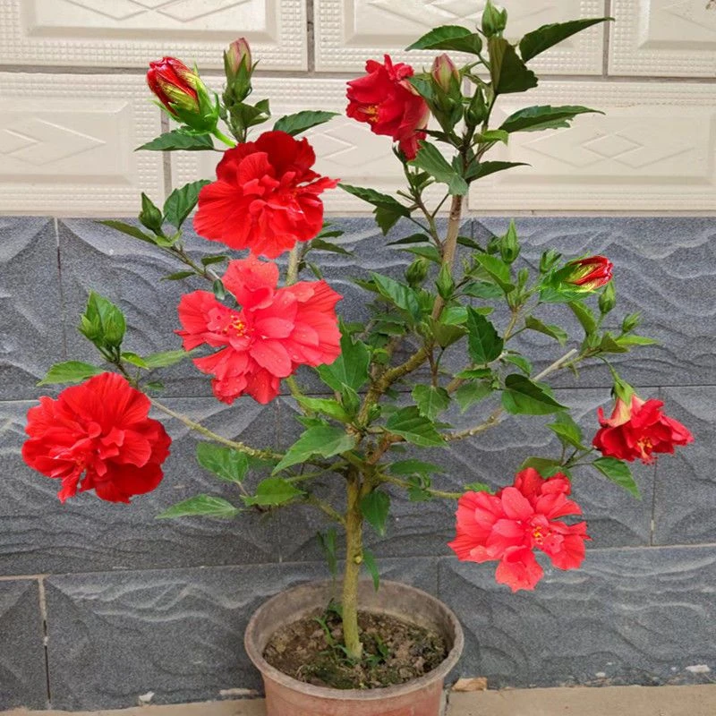 木槿花独杆重瓣带花苞庭院阳台花卉多年生长芙蓉花