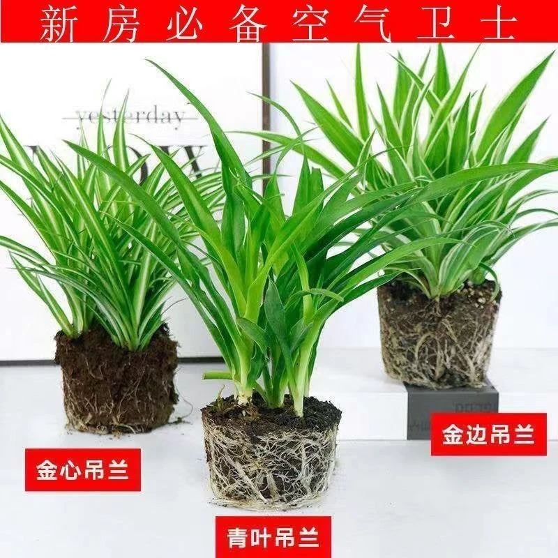 金边金心青叶吊兰花卉花盆栽绿植净化空气阳台客厅四季种植好养