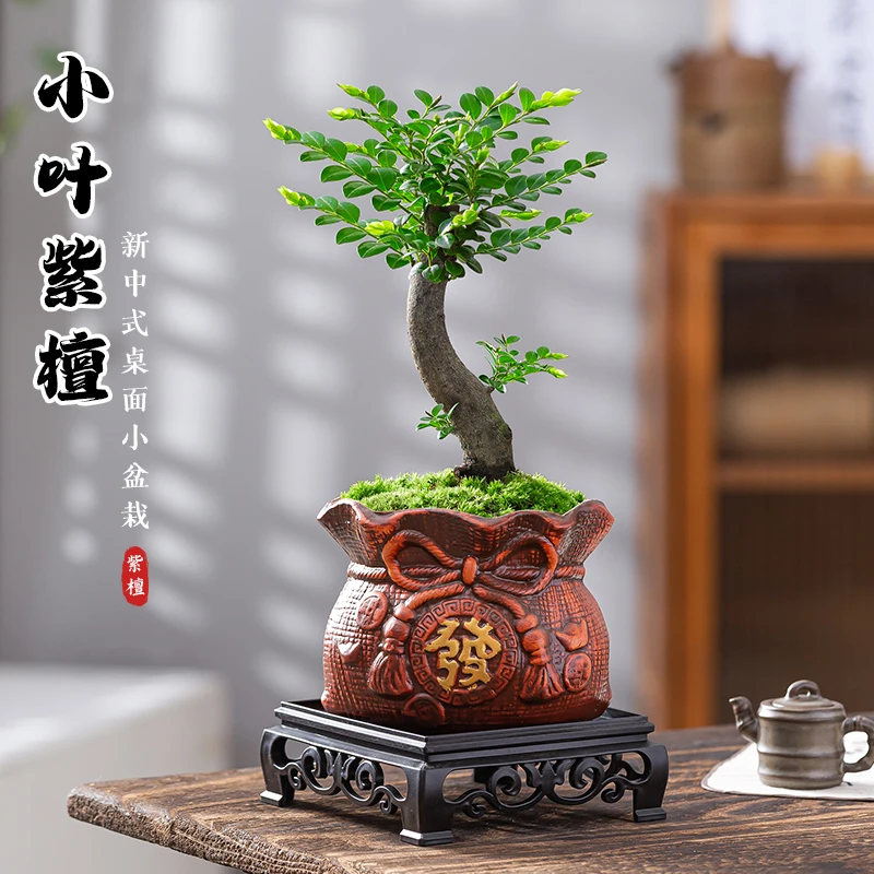 小叶紫檀盆栽造型盆景植物桌面摆件四季常青客厅办公室绿植好养活