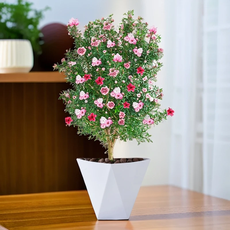 松红梅花卉盆栽植物带花苞开花客厅阳台庭院粉红冬季耐寒树