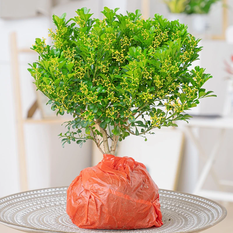 米兰花盆栽花卉植物四季常绿开花美观芳香阳台庭院花绿植老桩树苗