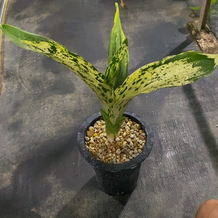 红陶20CM(含)-50CM(不含)
