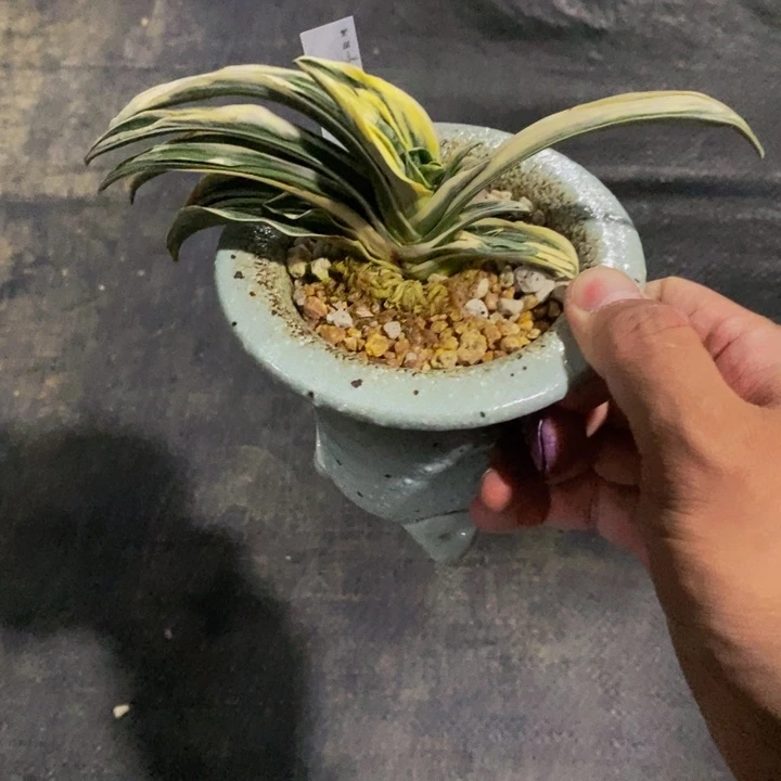 红陶20CM（含）-50CM（不含）