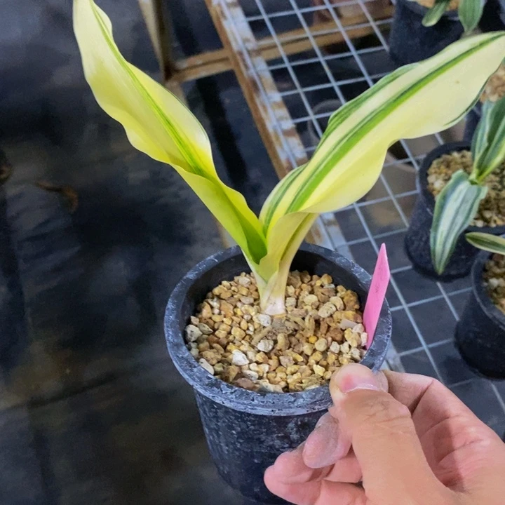 红陶20CM(含)-50CM(不含)