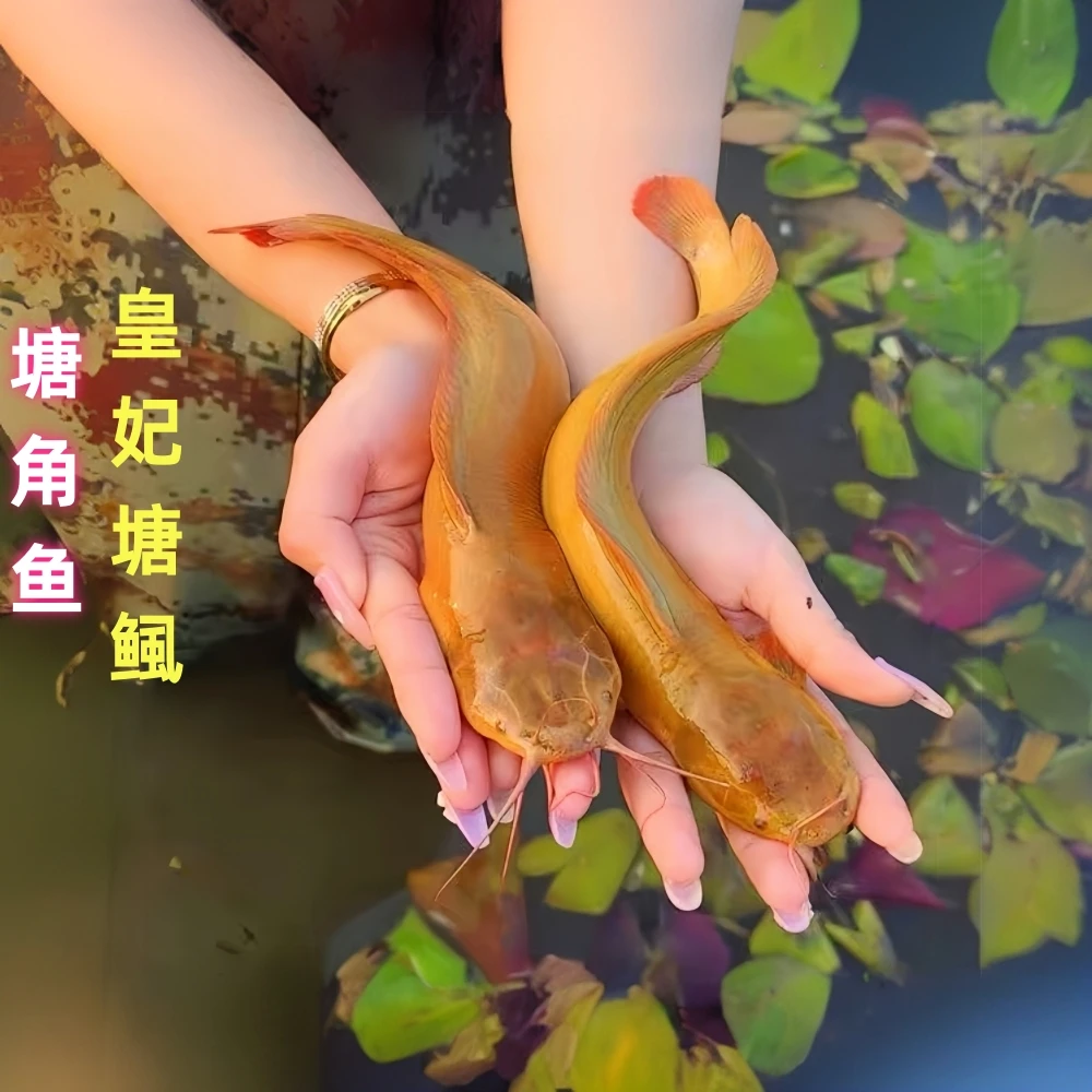 塘角鱼皇妃一号鱼塘鲺鱼淡水鱼宠物水族活体鱼塘虱鱼观赏鱼胡子鲶