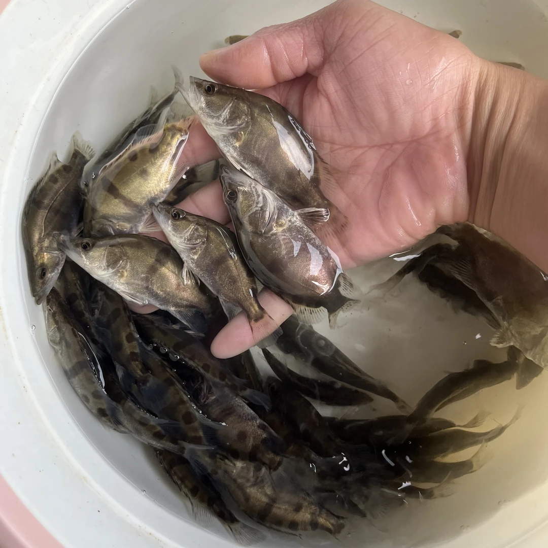 鳜鱼桂鱼鳜鱼鱼缸鱼塘都可养宠物活体鱼桂花鱼观赏红纹桂