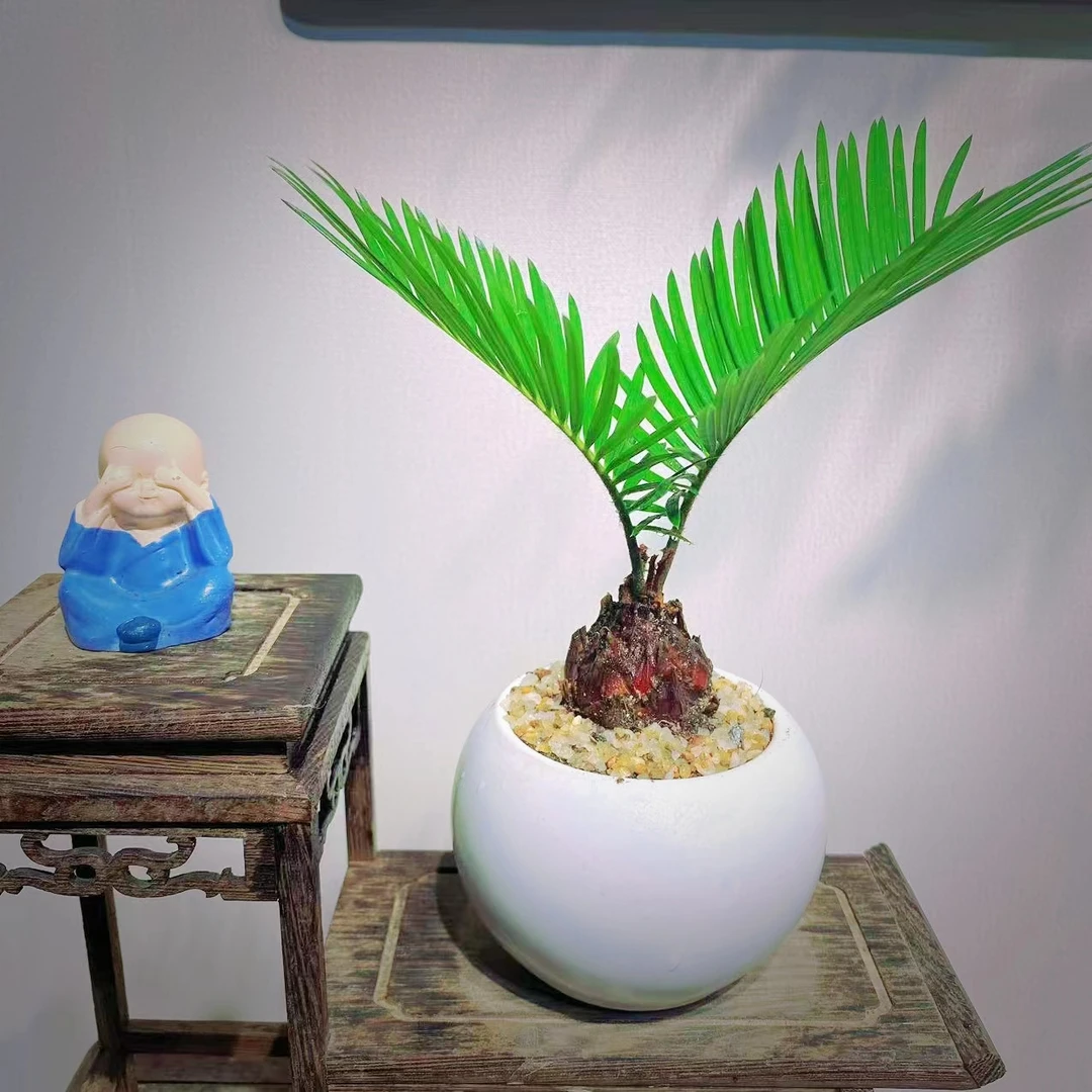 鸿运红头迷小铁树苏铁耐晒盆景绿植净化空气书桌盆栽室内客厅绿植