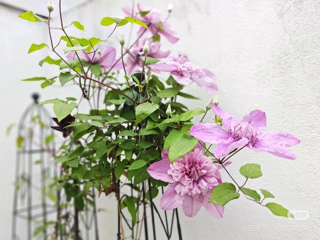 （多粉）铁线莲1.5加仑晚花大花卉重瓣耐寒耐热花苗花园庭院清新