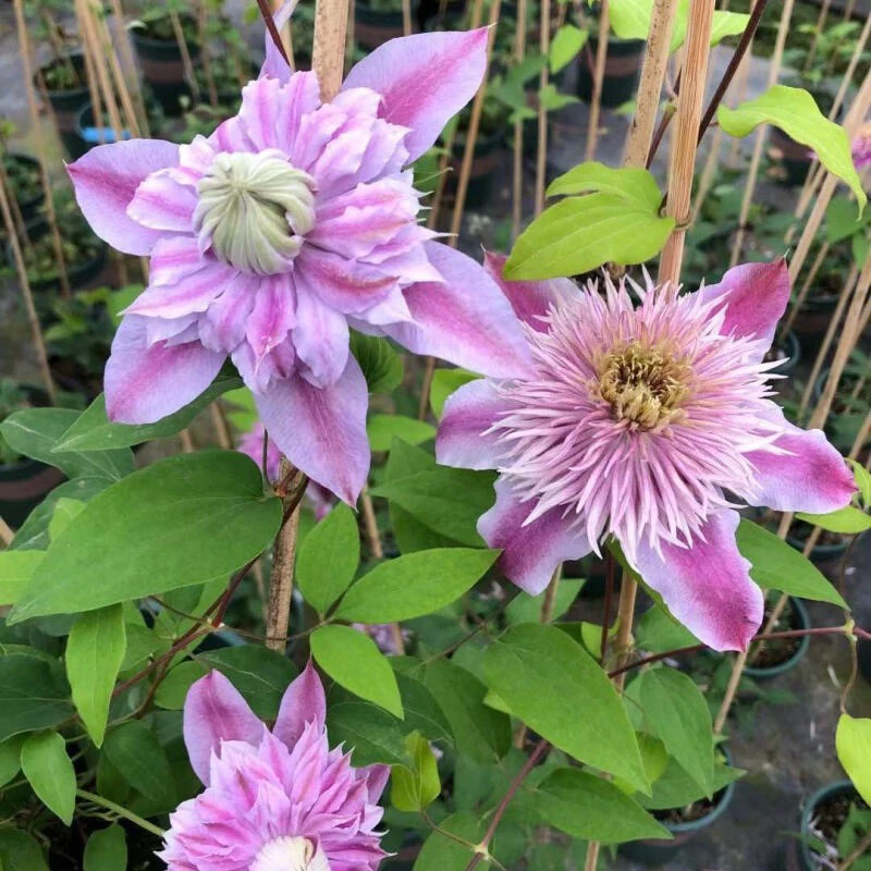 约瑟芬1.5加仑中苗粉色大花重瓣铁线莲