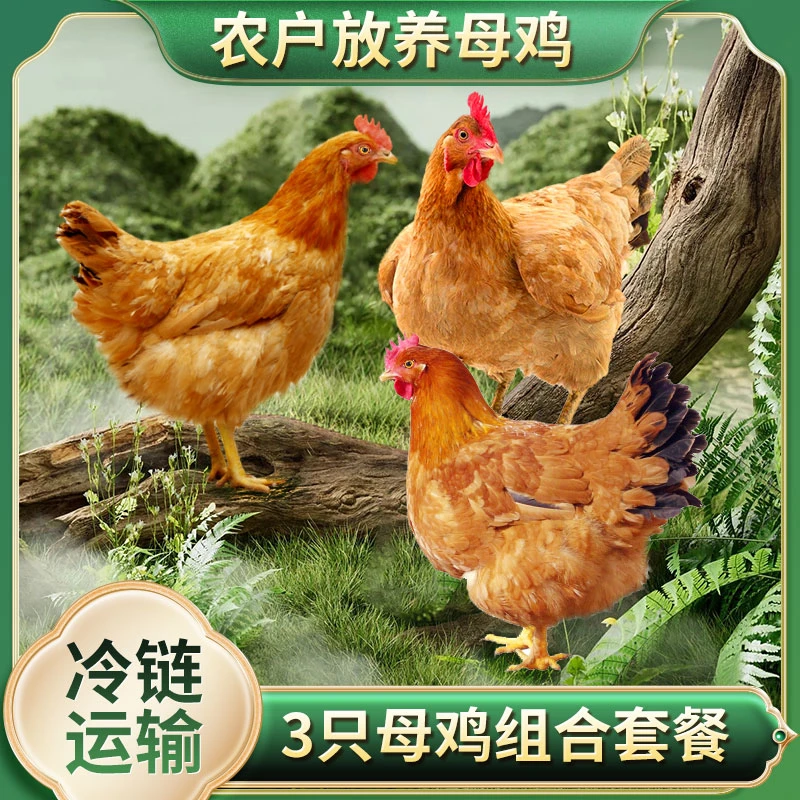 .发3只 农家放养3年黄油老母鸡 3只净重8斤