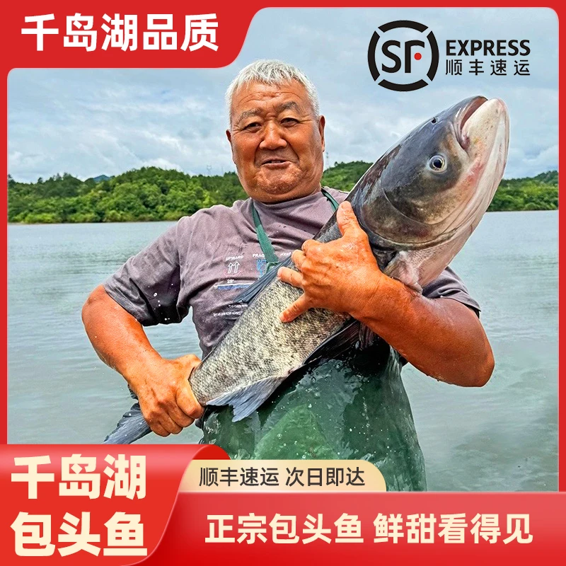千岛湖正宗胖头鱼-鲜活花鲢新鲜顺丰发货包邮到家（千岛湖大头鱼