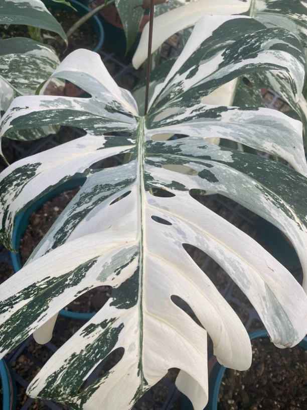 白锦龟背竹 阳台客厅