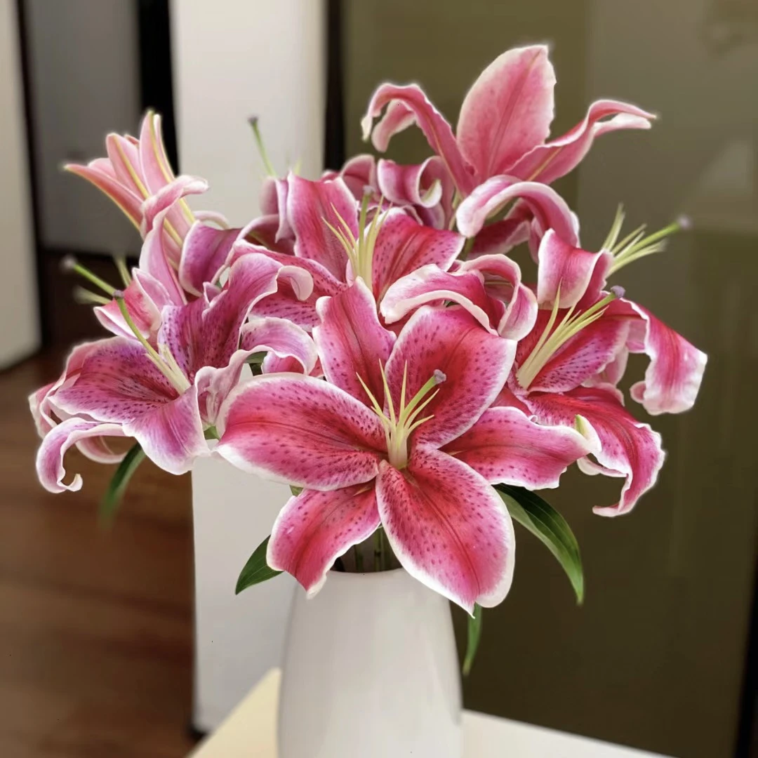【黑美人香水百合花】红色浓香型云南昆明直发鲜花顺丰日常插瓶花材