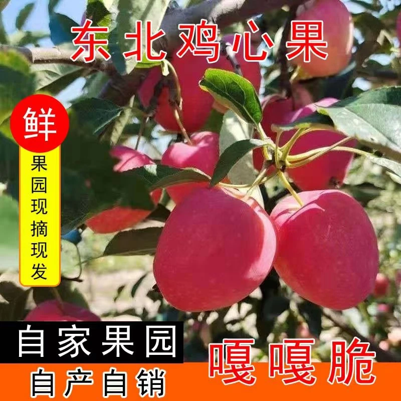 东北鸡心果锦绣海棠非沙果新鲜当季水果非海棠带箱五斤